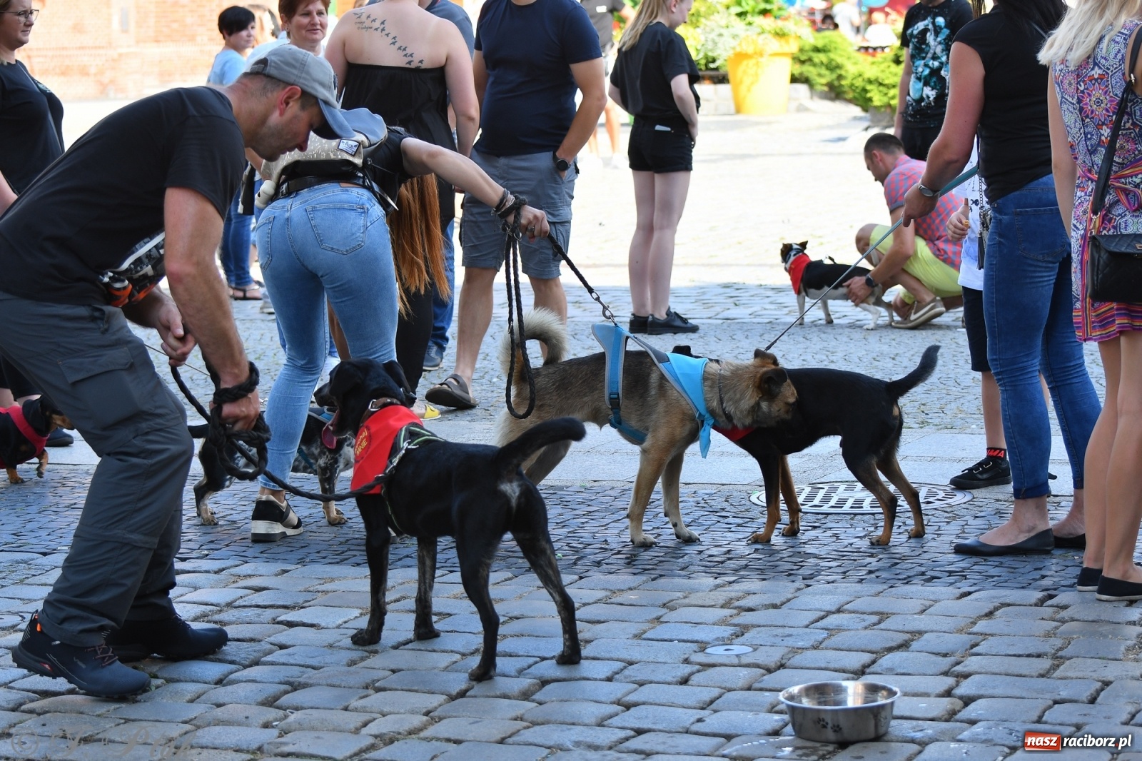Zdjęcie w galerii na portalu naszraciborz.pl: Sonia, Kokos i Misiek mają szansę na nowy dom wiadomości z regionu