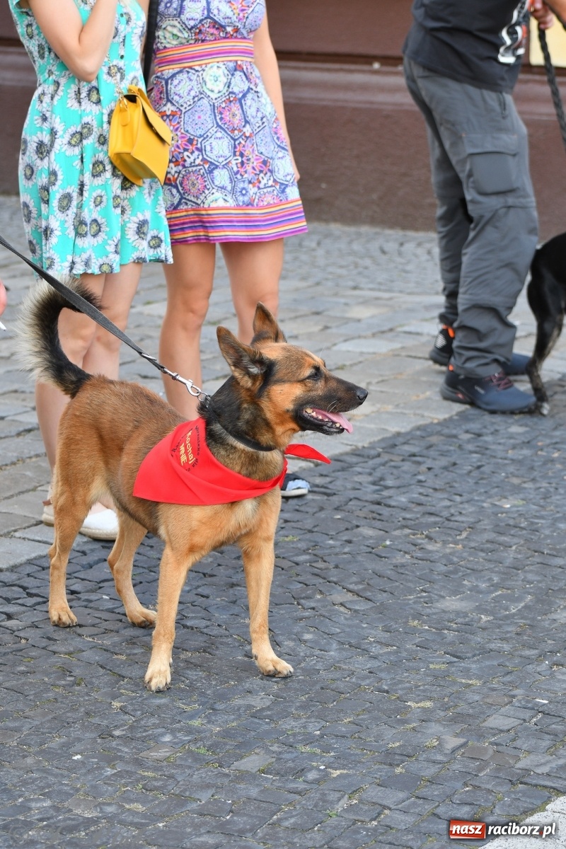 Zdjęcie w galerii na portalu naszraciborz.pl: Sonia, Kokos i Misiek mają szansę na nowy dom wiadomości z regionu