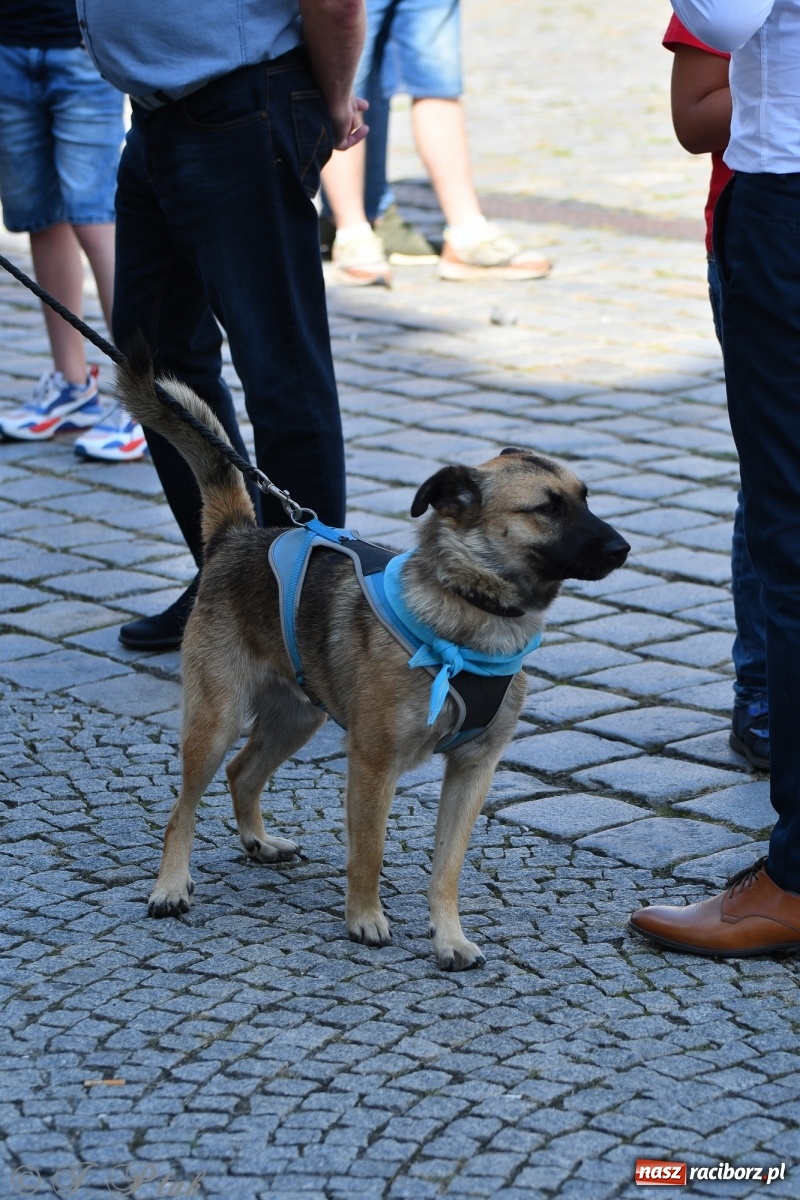 Zdjęcie w galerii na portalu naszraciborz.pl: Sonia, Kokos i Misiek mają szansę na nowy dom wiadomości z regionu