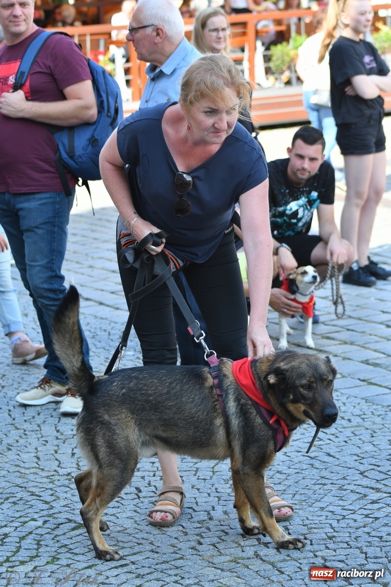 Zdjęcie w galerii na portalu naszraciborz.pl: Sonia, Kokos i Misiek mają szansę na nowy dom wiadomości z regionu