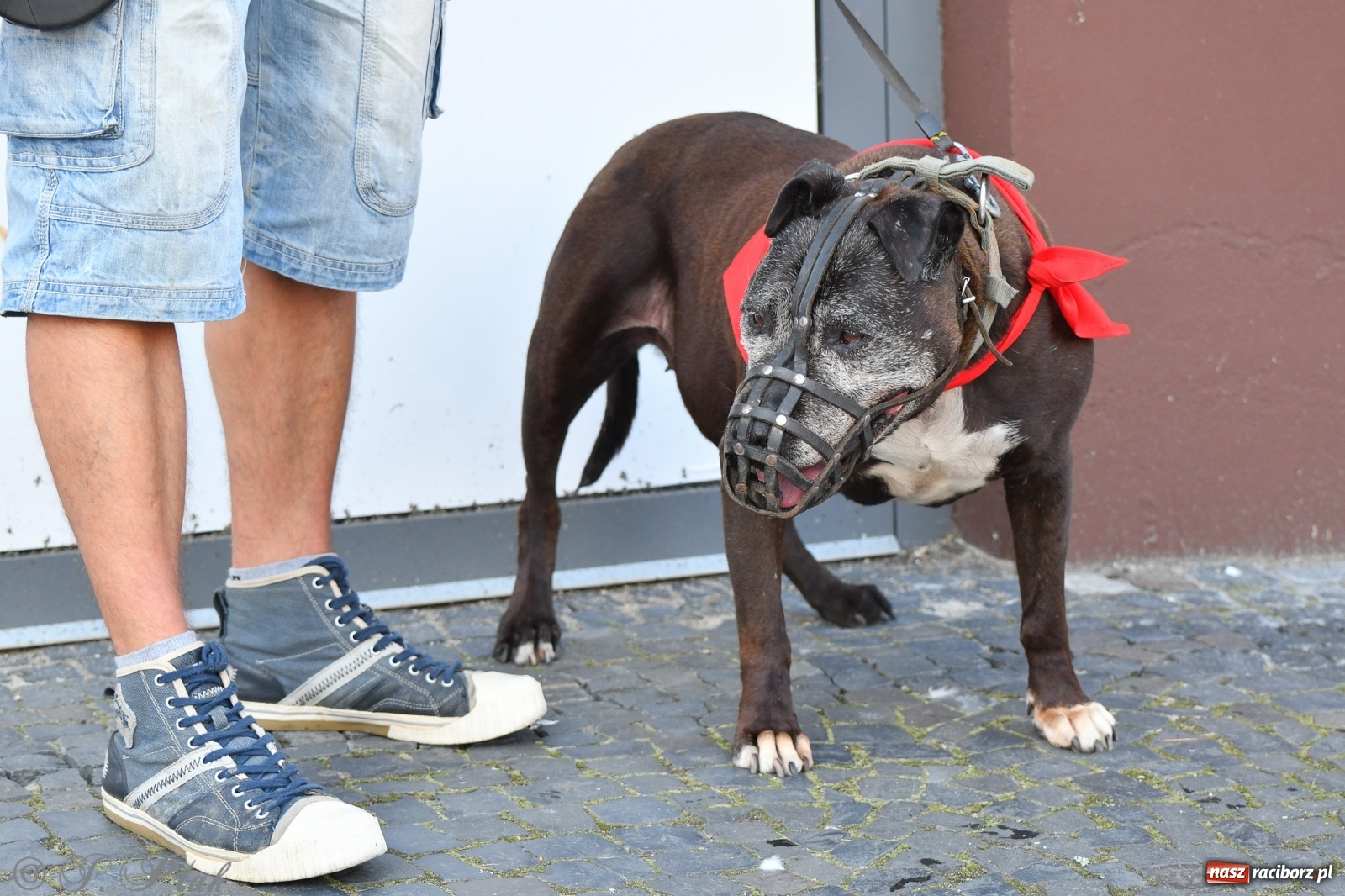 Zdjęcie w galerii na portalu naszraciborz.pl: Sonia, Kokos i Misiek mają szansę na nowy dom wiadomości z regionu