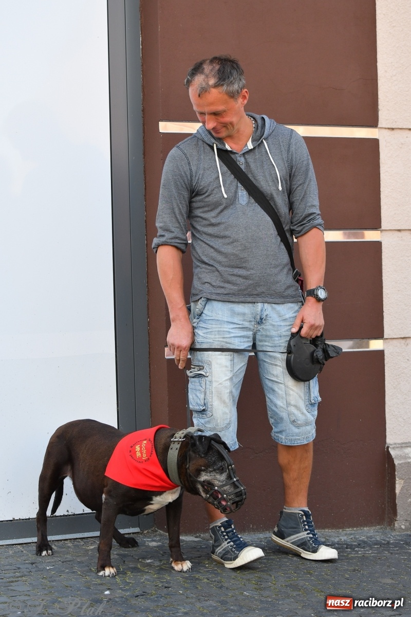 Zdjęcie w galerii na portalu naszraciborz.pl: Sonia, Kokos i Misiek mają szansę na nowy dom wiadomości z regionu