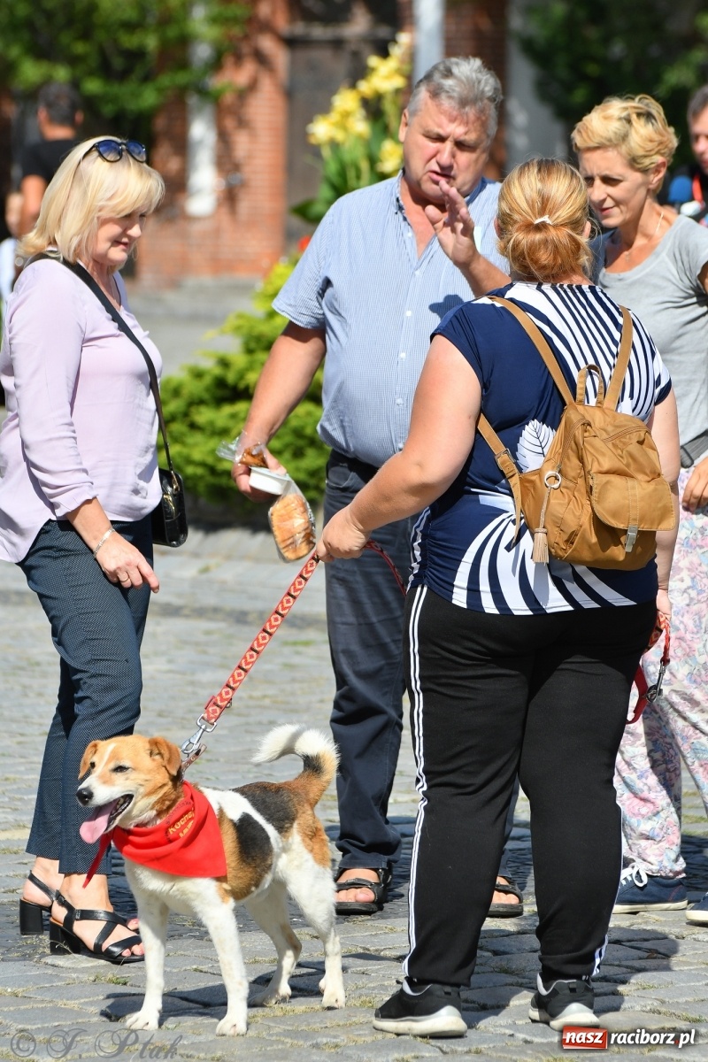 Zdjęcie w galerii na portalu naszraciborz.pl: Sonia, Kokos i Misiek mają szansę na nowy dom wiadomości z regionu