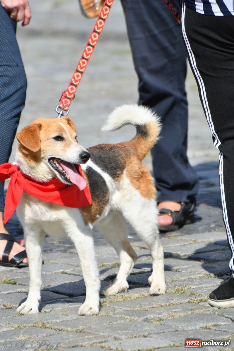 Zdjęcie w galerii na portalu naszraciborz.pl: Sonia, Kokos i Misiek mają szansę na nowy dom wiadomości z regionu