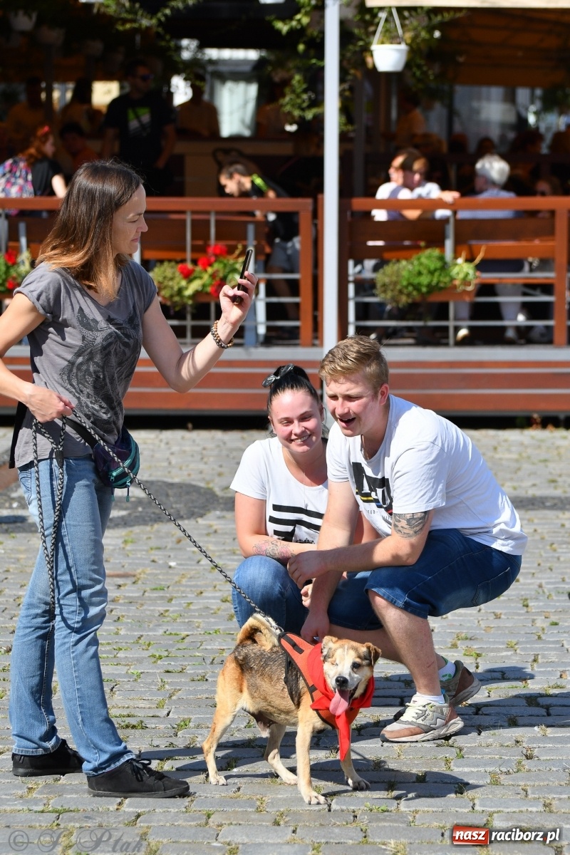Zdjęcie w galerii na portalu naszraciborz.pl: Sonia, Kokos i Misiek mają szansę na nowy dom wiadomości z regionu