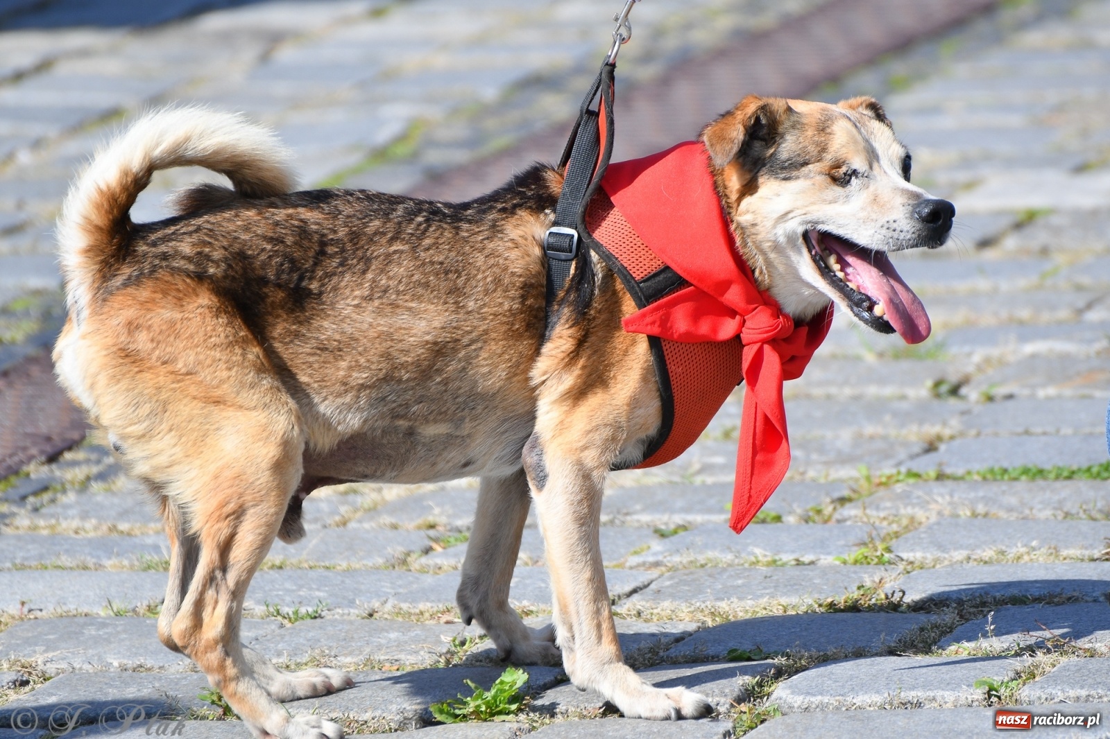 Zdjęcie w galerii na portalu naszraciborz.pl: Sonia, Kokos i Misiek mają szansę na nowy dom wiadomości z regionu