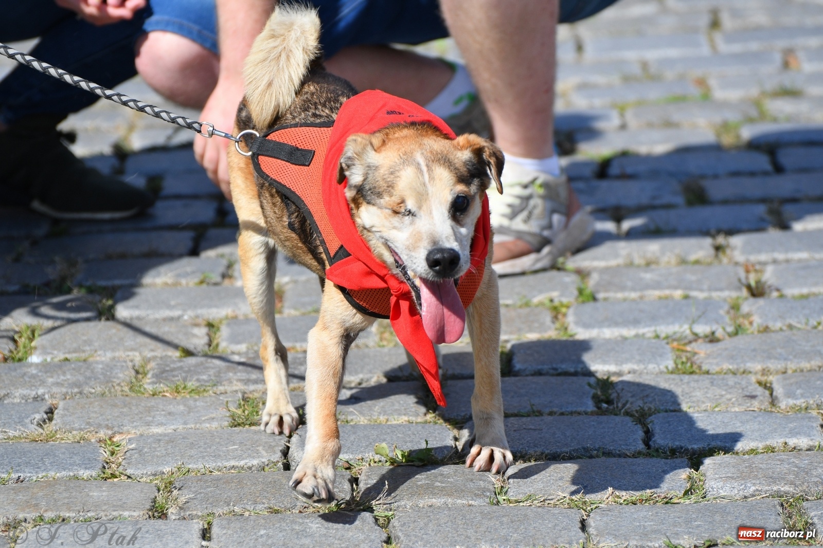 Zdjęcie w galerii na portalu naszraciborz.pl: Sonia, Kokos i Misiek mają szansę na nowy dom wiadomości z regionu