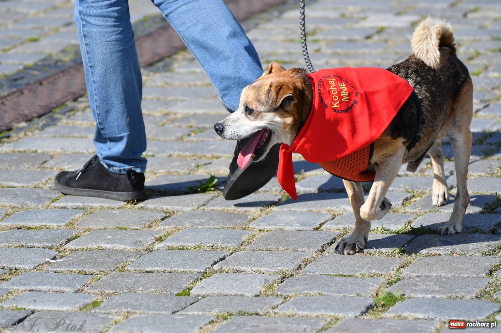 Zdjęcie w galerii na portalu naszraciborz.pl: Sonia, Kokos i Misiek mają szansę na nowy dom wiadomości z regionu