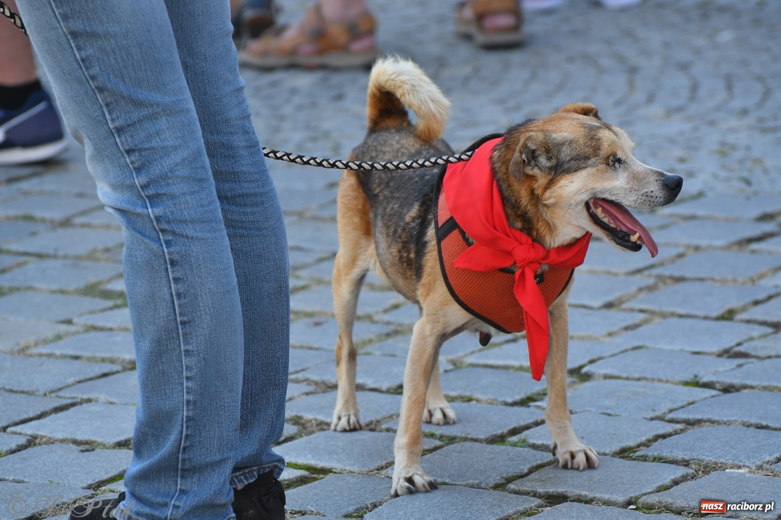 Zdjęcie w galerii na portalu naszraciborz.pl: Sonia, Kokos i Misiek mają szansę na nowy dom wiadomości z regionu