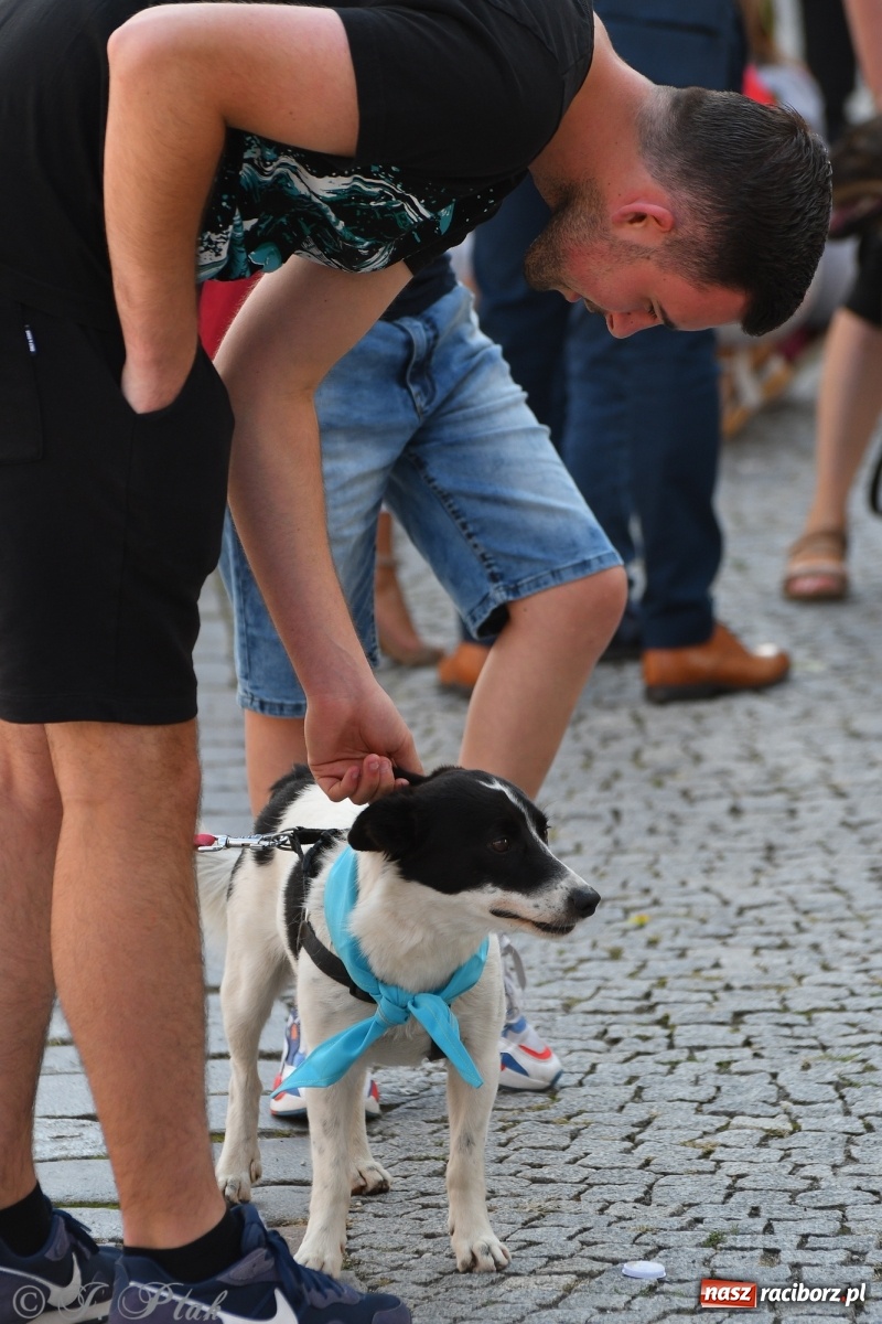 Zdjęcie w galerii na portalu naszraciborz.pl: Sonia, Kokos i Misiek mają szansę na nowy dom wiadomości z regionu