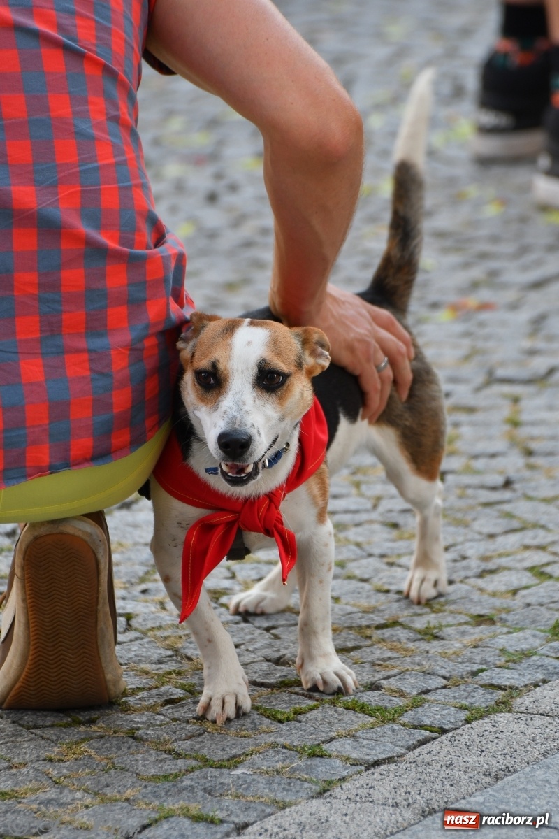 Zdjęcie w galerii na portalu naszraciborz.pl: Sonia, Kokos i Misiek mają szansę na nowy dom wiadomości z regionu