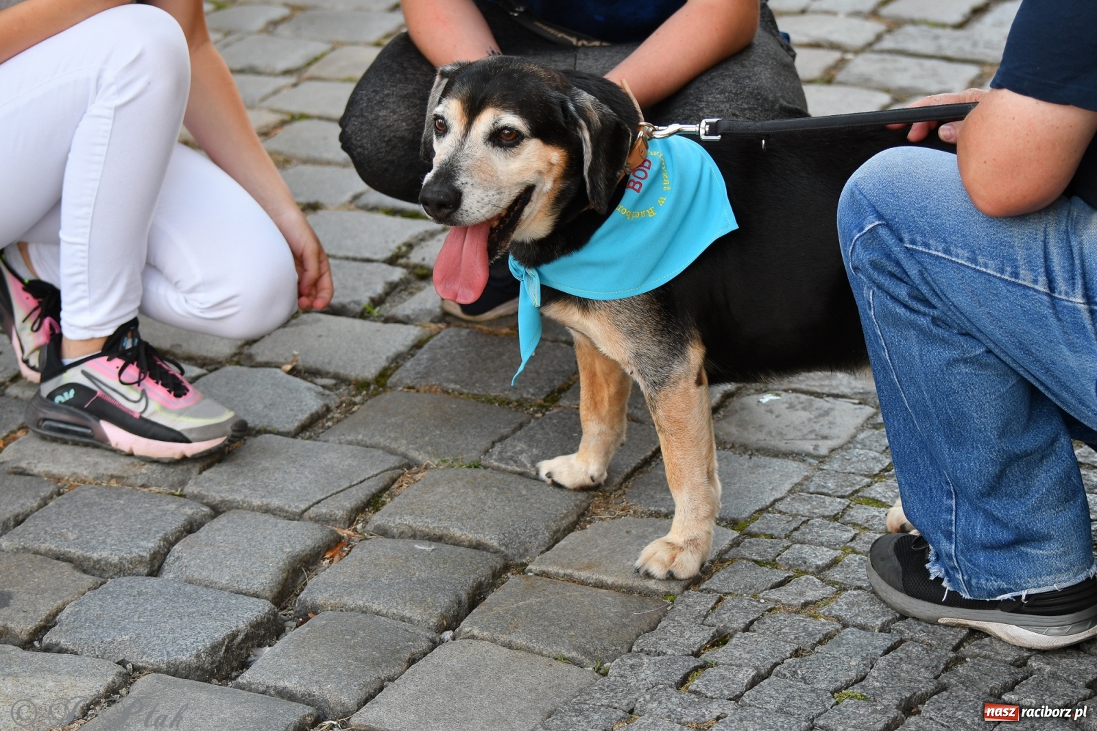 Zdjęcie w galerii na portalu naszraciborz.pl: Sonia, Kokos i Misiek mają szansę na nowy dom wiadomości z regionu