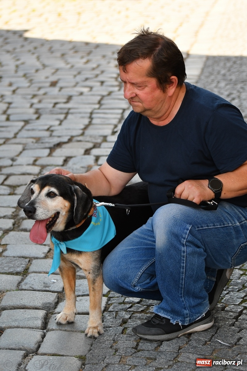 Zdjęcie w galerii na portalu naszraciborz.pl: Sonia, Kokos i Misiek mają szansę na nowy dom wiadomości z regionu