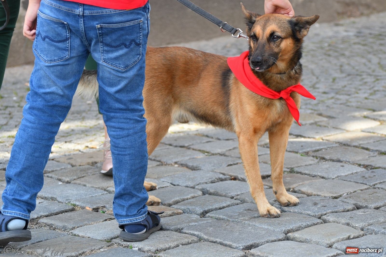 Zdjęcie w galerii na portalu naszraciborz.pl: Sonia, Kokos i Misiek mają szansę na nowy dom wiadomości z regionu
