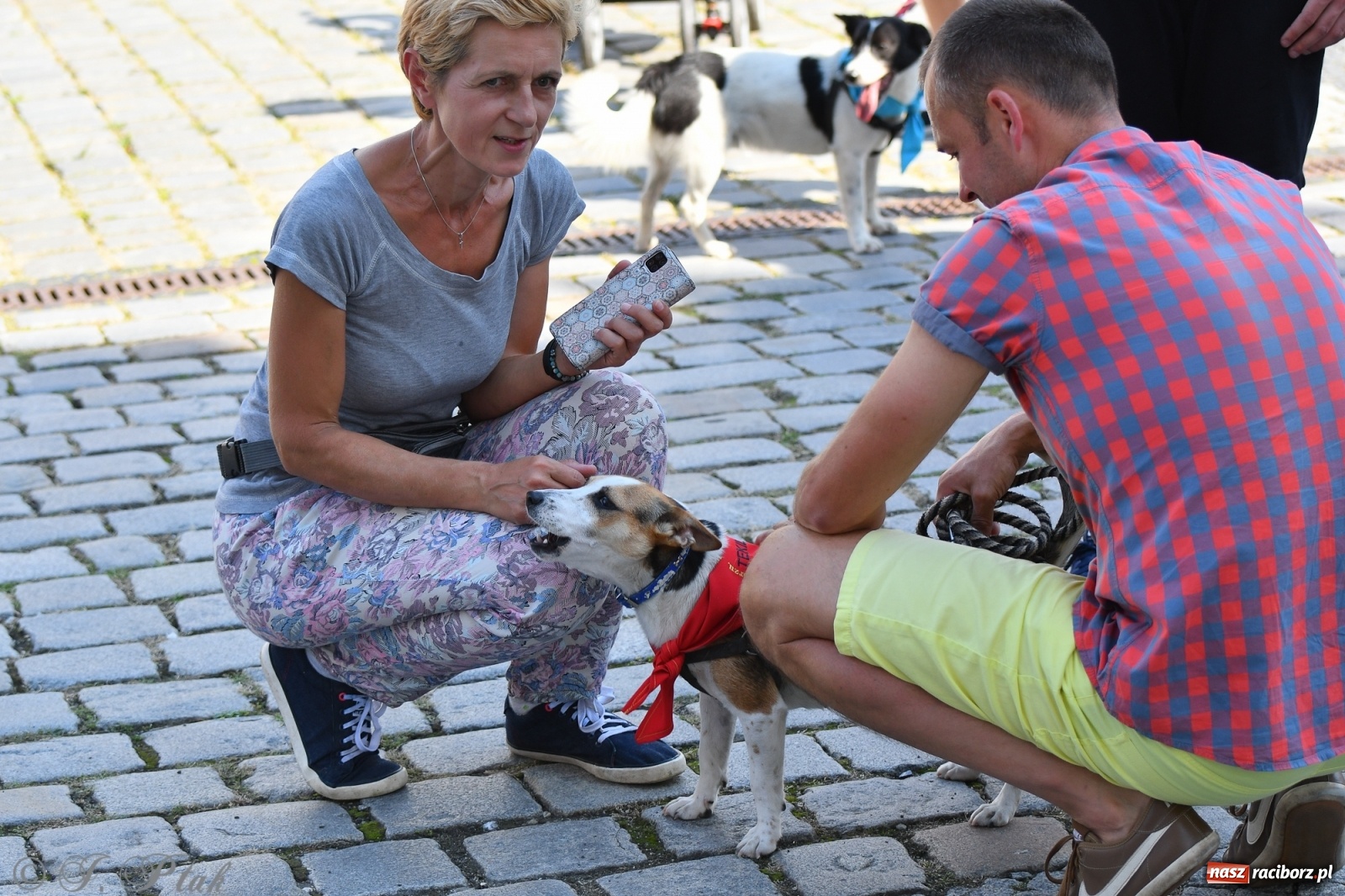 Zdjęcie w galerii na portalu naszraciborz.pl: Sonia, Kokos i Misiek mają szansę na nowy dom wiadomości z regionu