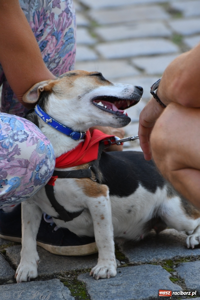 Zdjęcie w galerii na portalu naszraciborz.pl: Sonia, Kokos i Misiek mają szansę na nowy dom wiadomości z regionu