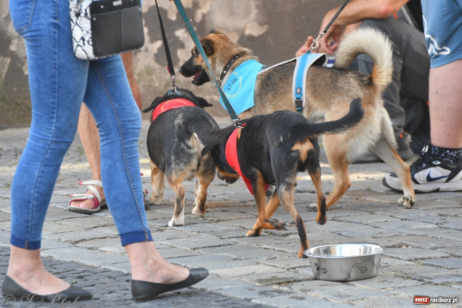 Zdjęcie w galerii na portalu naszraciborz.pl: Sonia, Kokos i Misiek mają szansę na nowy dom wiadomości z regionu