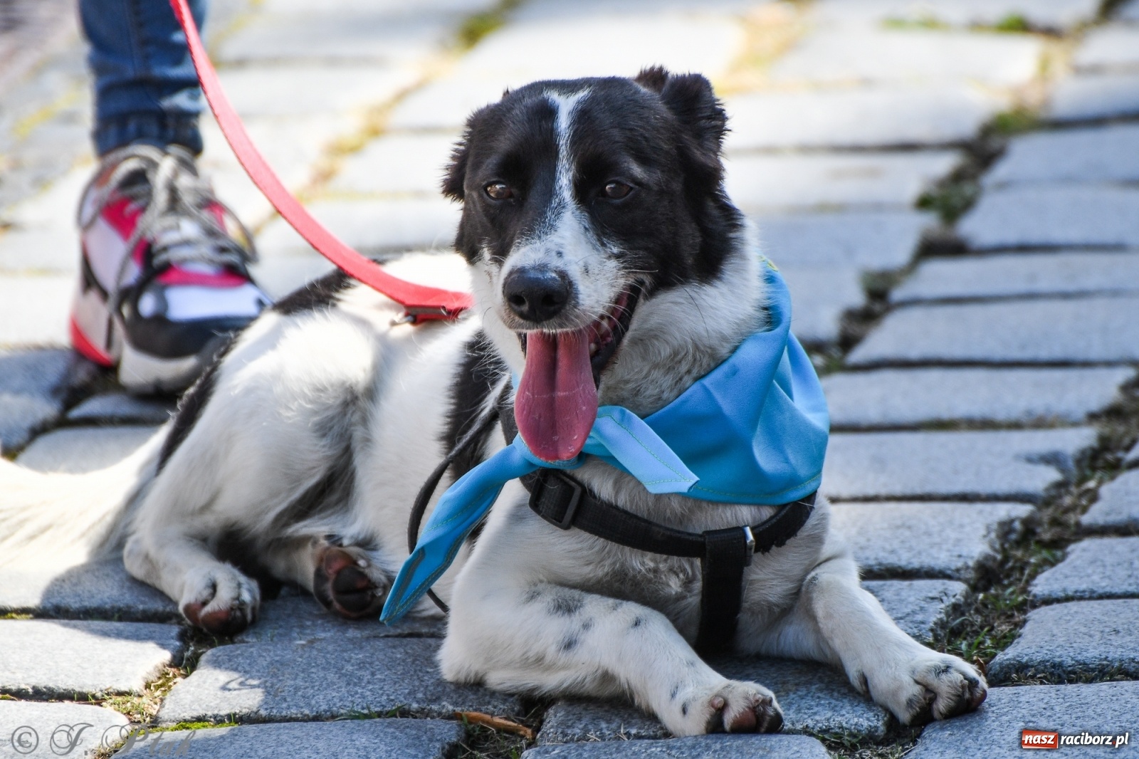 Zdjęcie w galerii na portalu naszraciborz.pl: Sonia, Kokos i Misiek mają szansę na nowy dom wiadomości z regionu