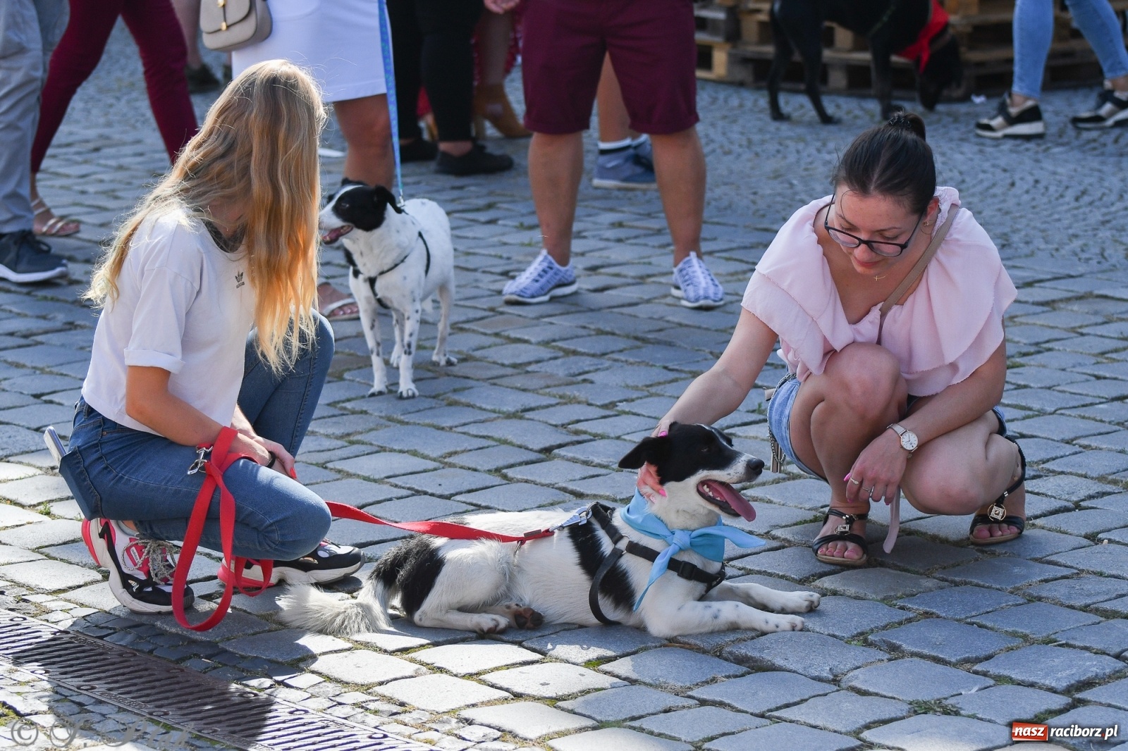 Zdjęcie w galerii na portalu naszraciborz.pl: Sonia, Kokos i Misiek mają szansę na nowy dom wiadomości z regionu