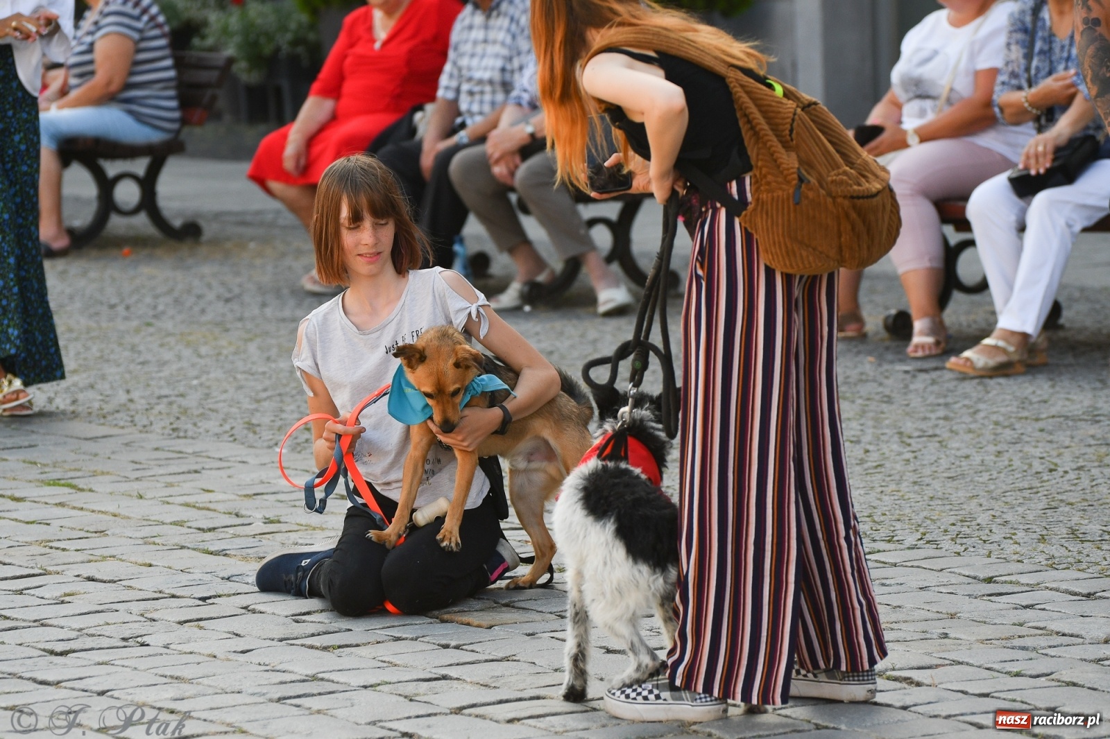 Zdjęcie w galerii na portalu naszraciborz.pl: Sonia, Kokos i Misiek mają szansę na nowy dom wiadomości z regionu