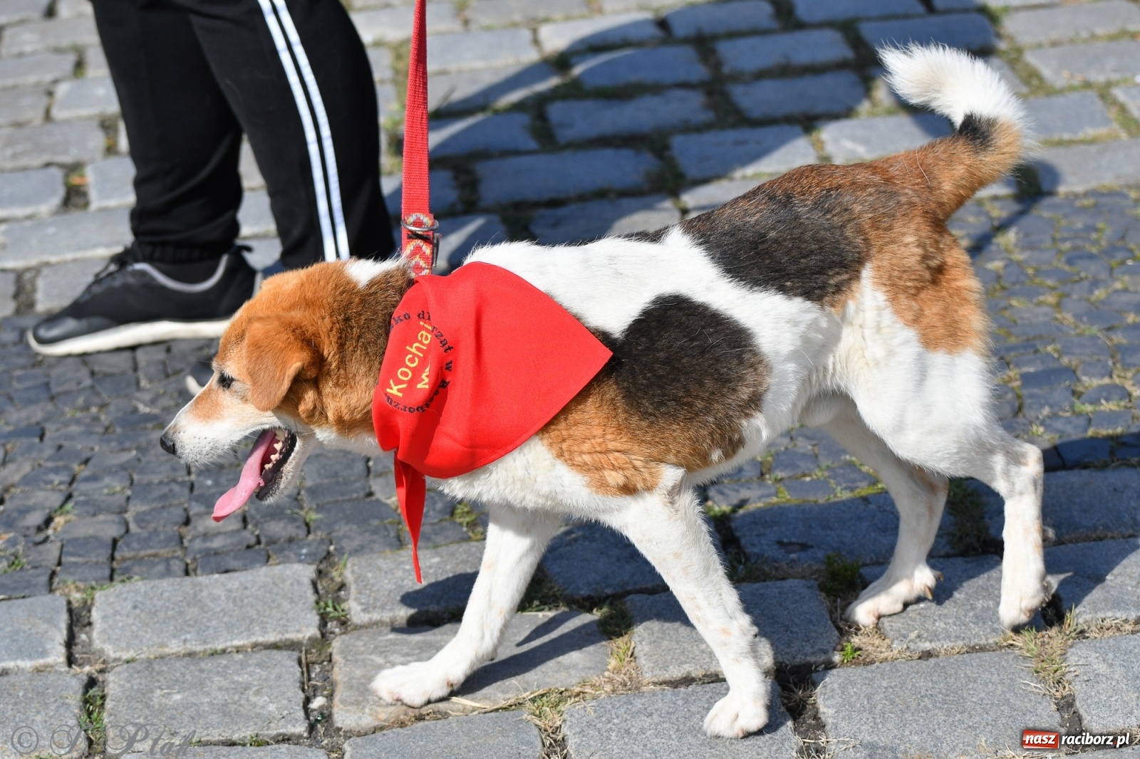 Zdjęcie w galerii na portalu naszraciborz.pl: Sonia, Kokos i Misiek mają szansę na nowy dom wiadomości z regionu