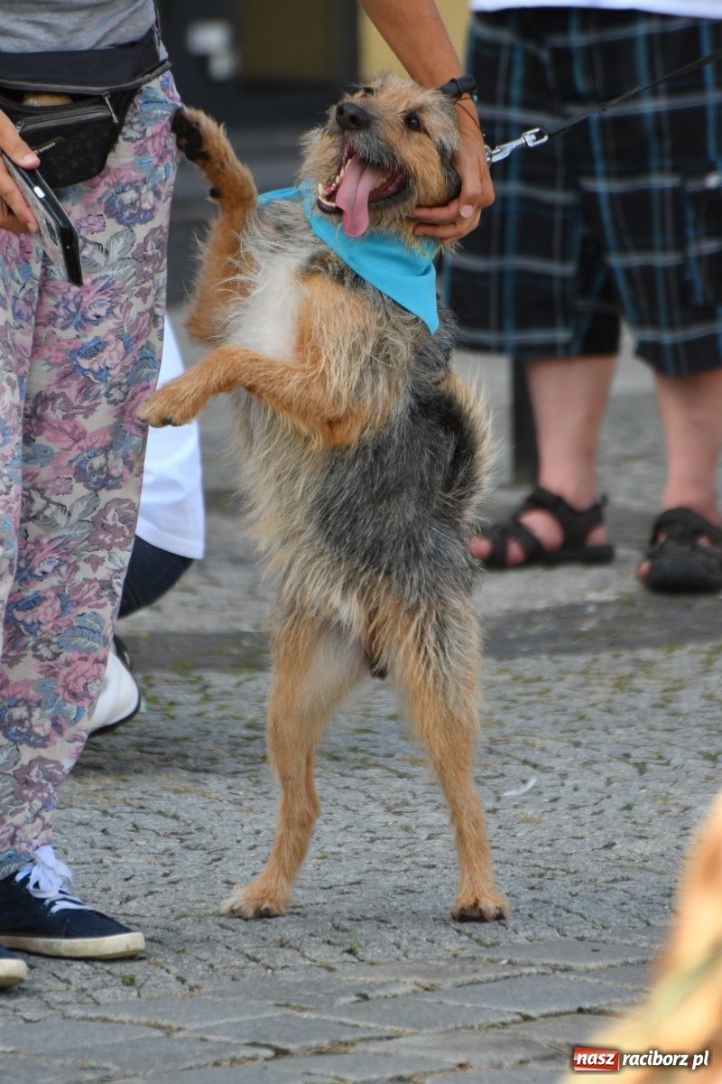 Zdjęcie w galerii na portalu naszraciborz.pl: Sonia, Kokos i Misiek mają szansę na nowy dom wiadomości z regionu