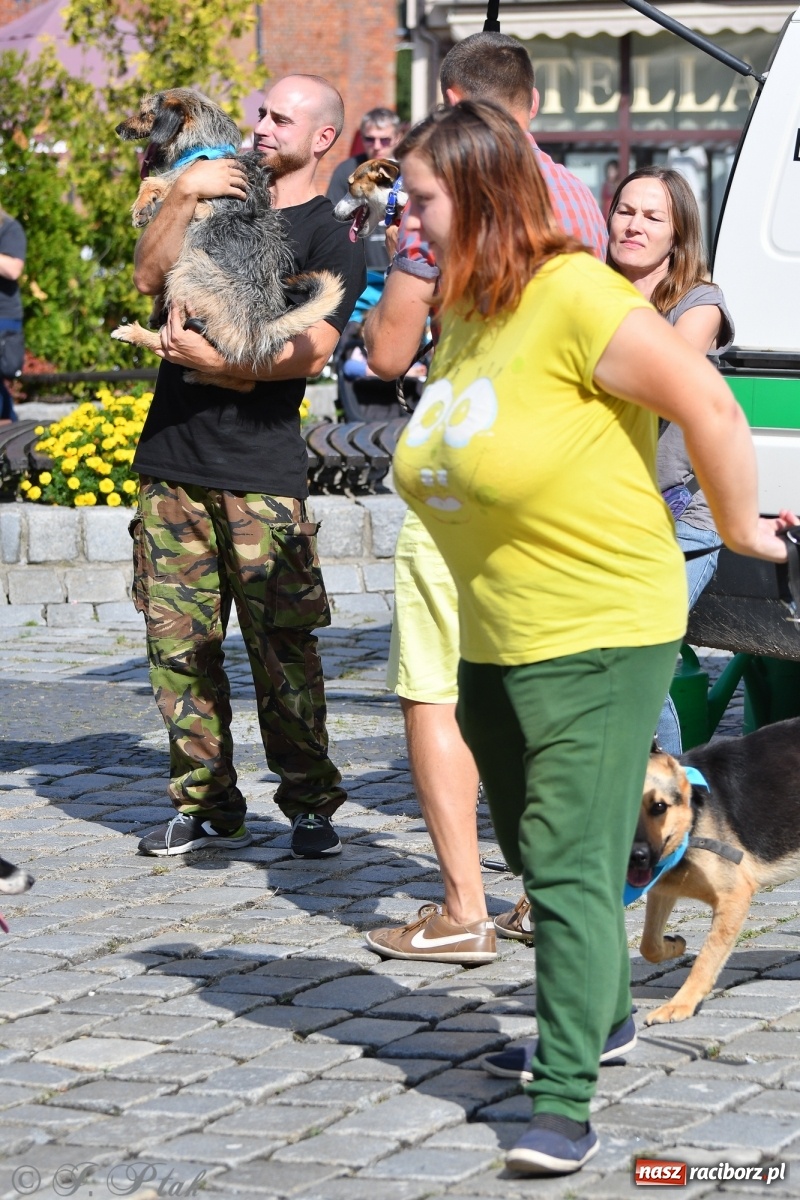 Zdjęcie w galerii na portalu naszraciborz.pl: Sonia, Kokos i Misiek mają szansę na nowy dom wiadomości z regionu