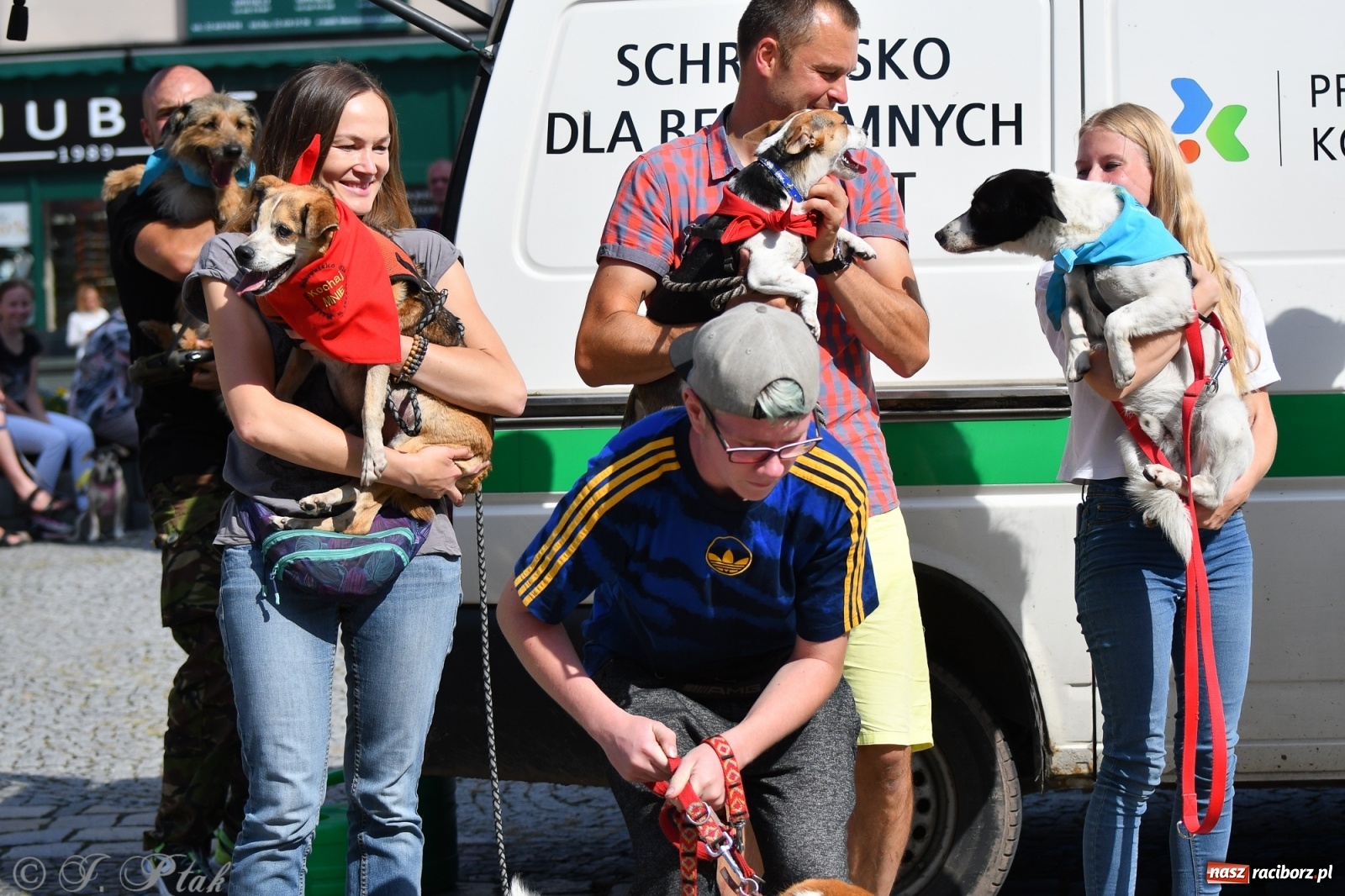 Zdjęcie w galerii na portalu naszraciborz.pl: Sonia, Kokos i Misiek mają szansę na nowy dom wiadomości z regionu