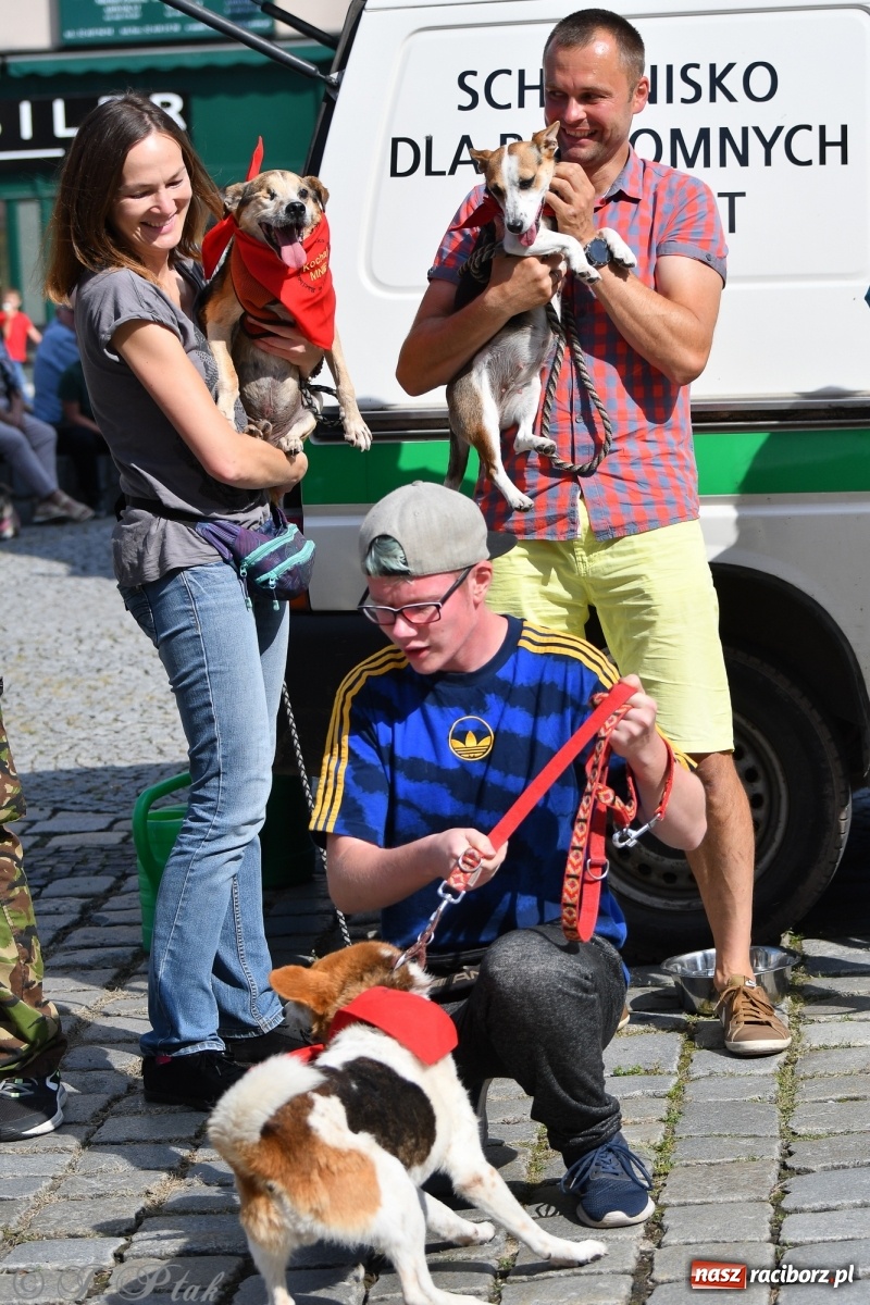 Zdjęcie w galerii na portalu naszraciborz.pl: Sonia, Kokos i Misiek mają szansę na nowy dom wiadomości z regionu