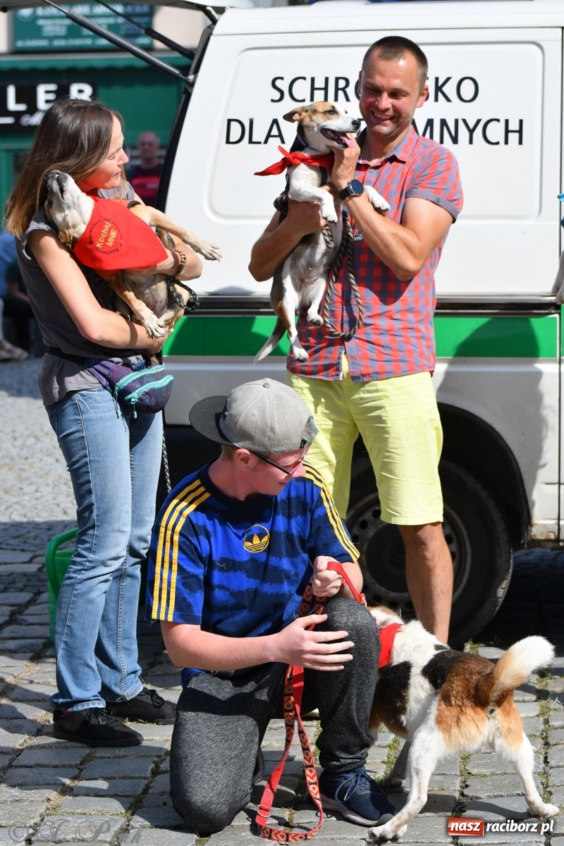 Zdjęcie w galerii na portalu naszraciborz.pl: Sonia, Kokos i Misiek mają szansę na nowy dom wiadomości z regionu