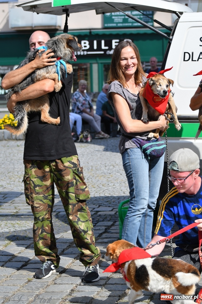 Zdjęcie w galerii na portalu naszraciborz.pl: Sonia, Kokos i Misiek mają szansę na nowy dom wiadomości z regionu