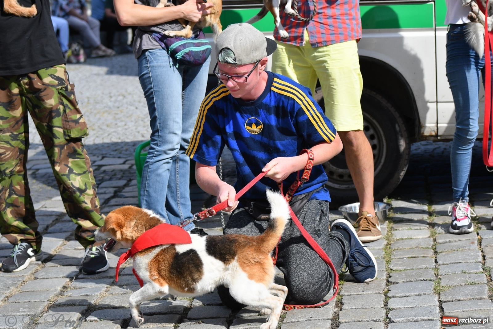 Zdjęcie w galerii na portalu naszraciborz.pl: Sonia, Kokos i Misiek mają szansę na nowy dom wiadomości z regionu