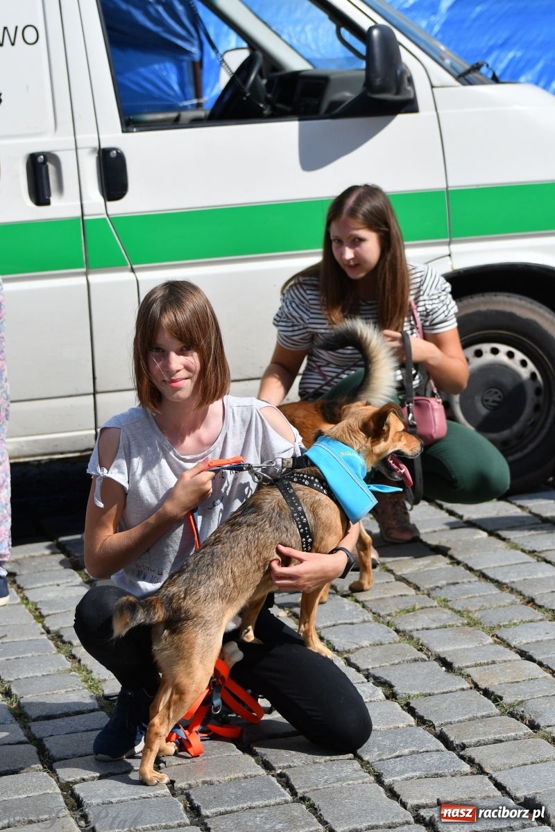 Zdjęcie w galerii na portalu naszraciborz.pl: Sonia, Kokos i Misiek mają szansę na nowy dom wiadomości z regionu