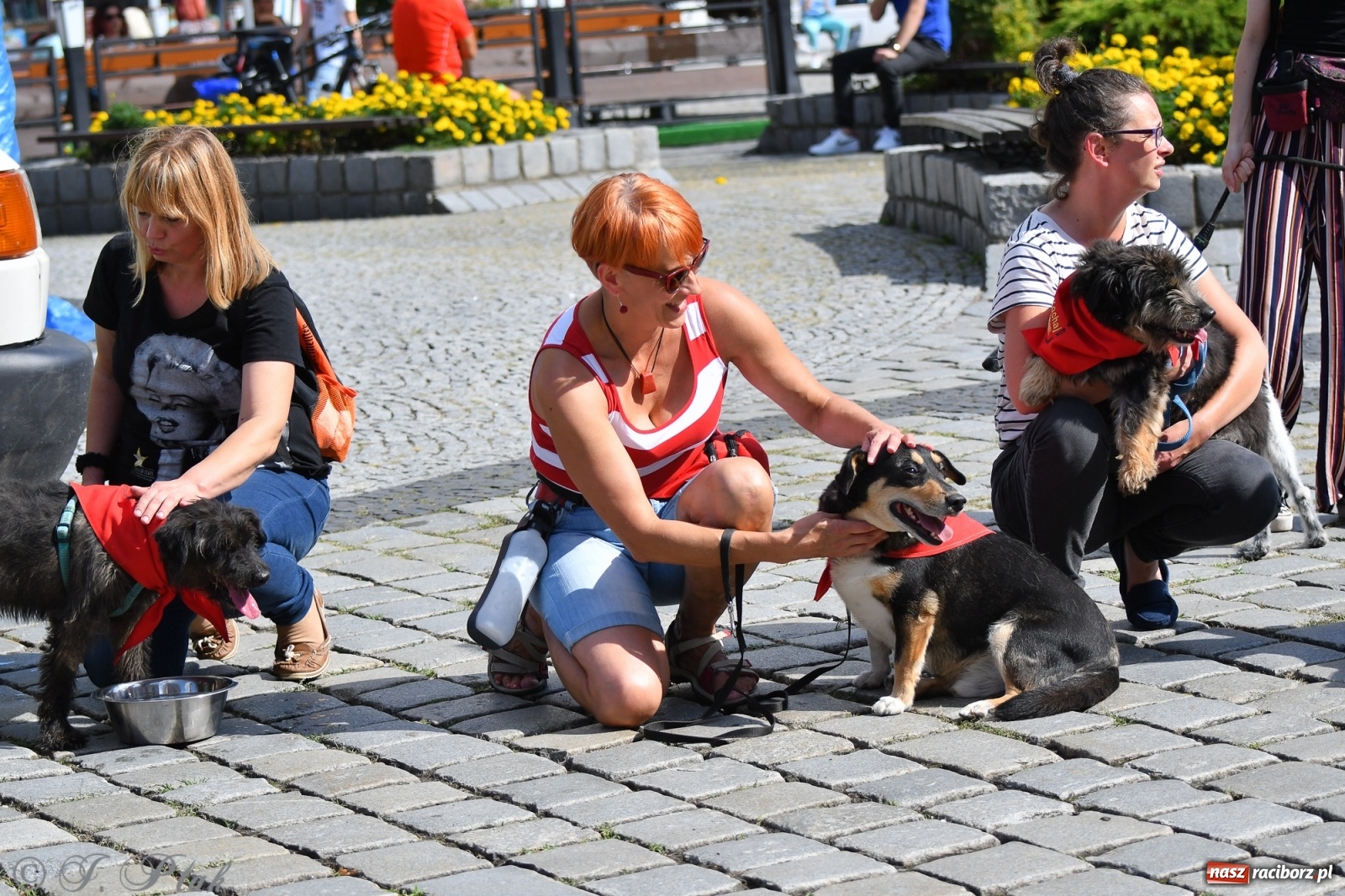 Zdjęcie w galerii na portalu naszraciborz.pl: Sonia, Kokos i Misiek mają szansę na nowy dom wiadomości z regionu