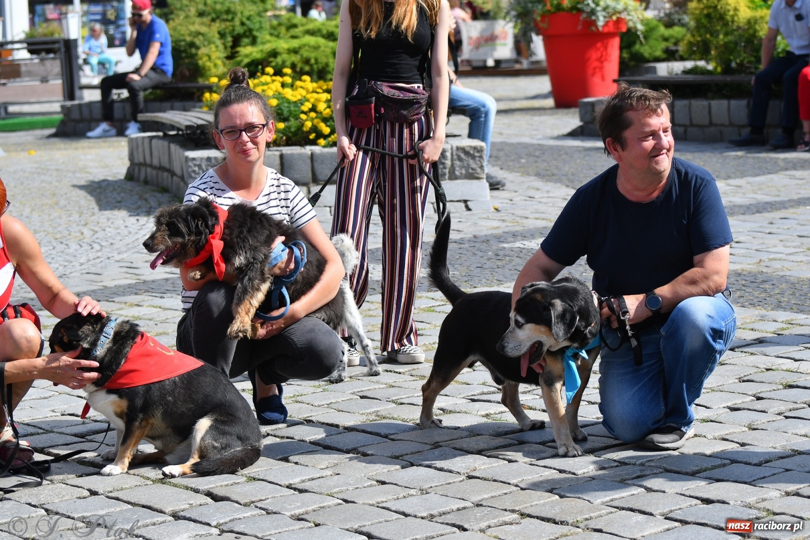 Zdjęcie w galerii na portalu naszraciborz.pl: Sonia, Kokos i Misiek mają szansę na nowy dom wiadomości z regionu