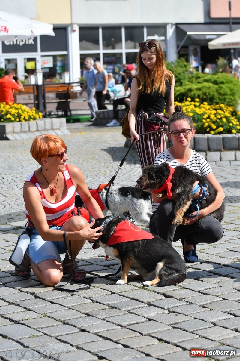 Zdjęcie w galerii na portalu naszraciborz.pl: Sonia, Kokos i Misiek mają szansę na nowy dom wiadomości z regionu