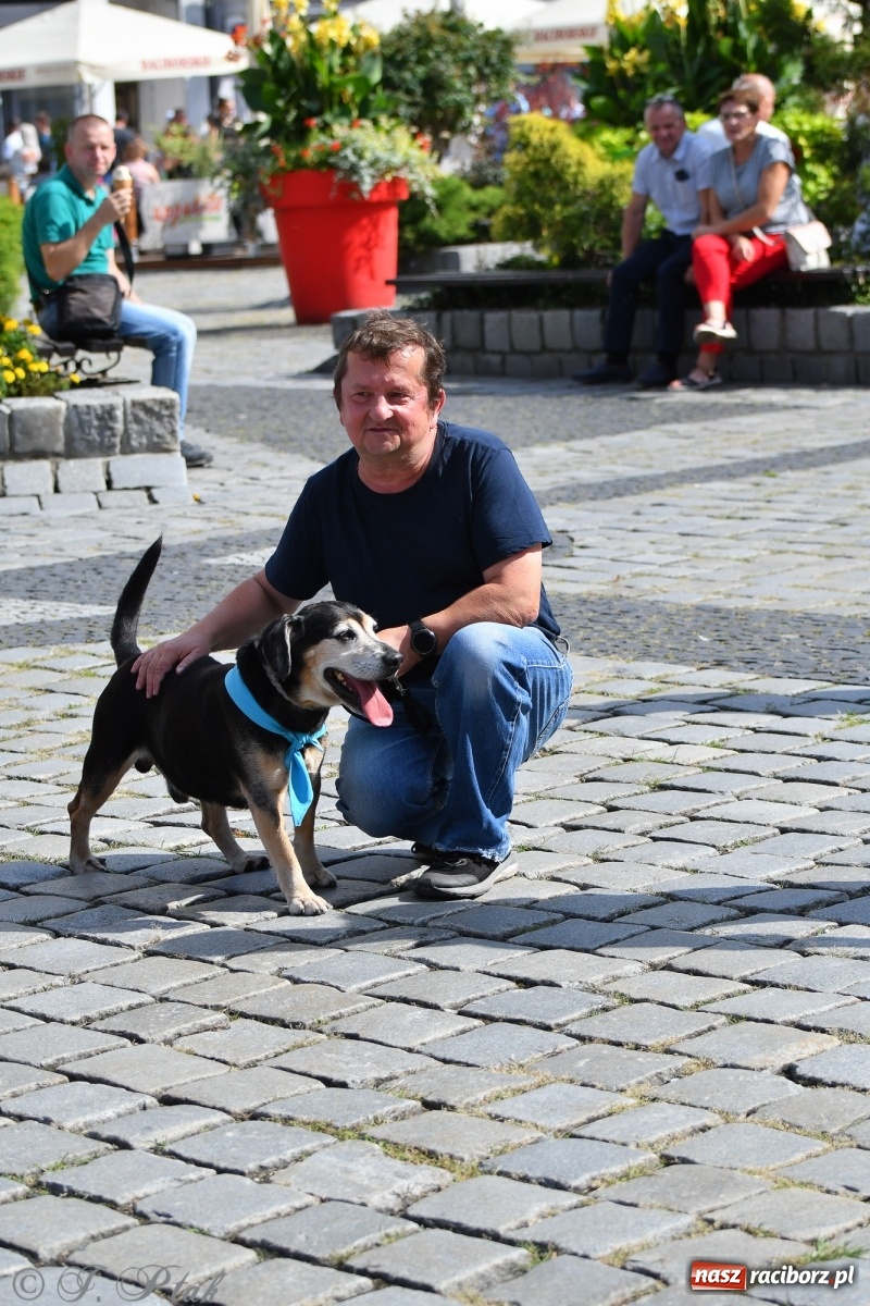 Zdjęcie w galerii na portalu naszraciborz.pl: Sonia, Kokos i Misiek mają szansę na nowy dom wiadomości z regionu