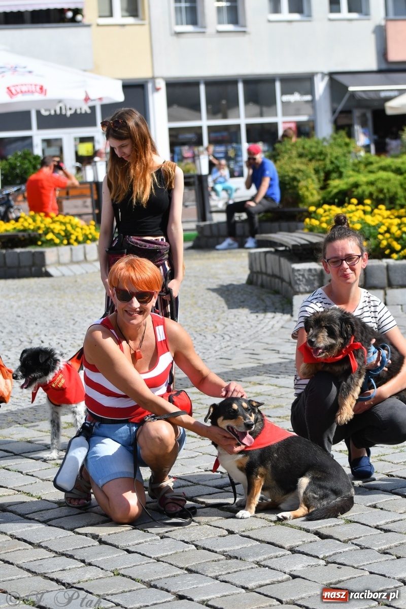 Zdjęcie w galerii na portalu naszraciborz.pl: Sonia, Kokos i Misiek mają szansę na nowy dom wiadomości z regionu