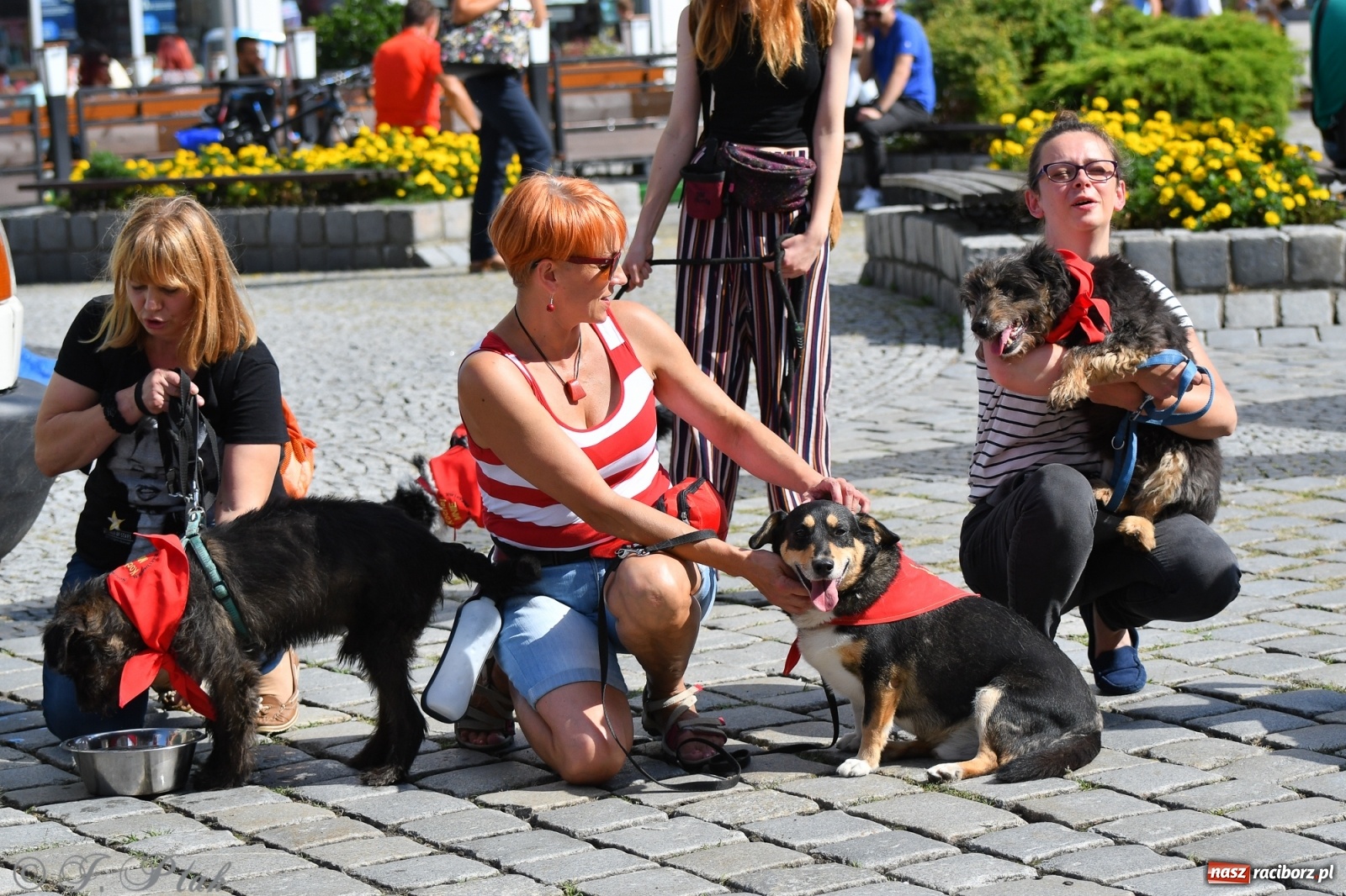 Zdjęcie w galerii na portalu naszraciborz.pl: Sonia, Kokos i Misiek mają szansę na nowy dom wiadomości z regionu
