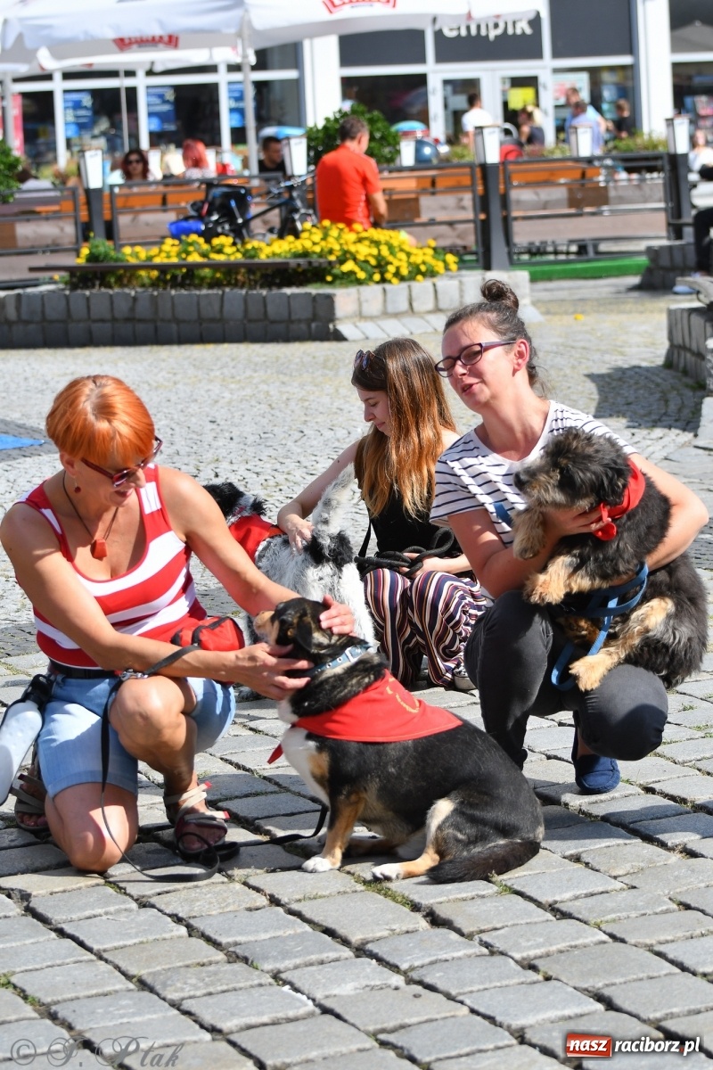 Zdjęcie w galerii na portalu naszraciborz.pl: Sonia, Kokos i Misiek mają szansę na nowy dom wiadomości z regionu