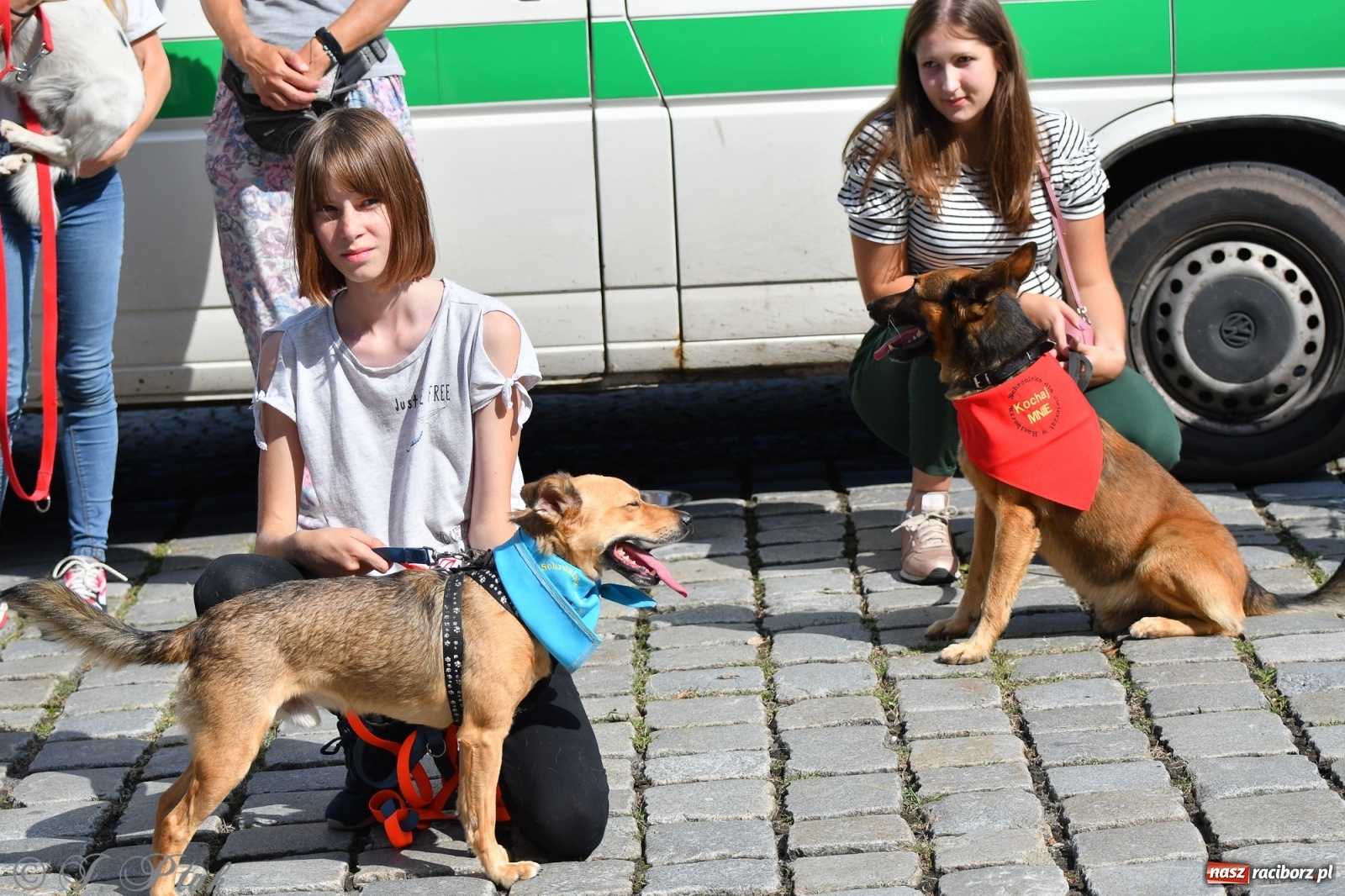Zdjęcie w galerii na portalu naszraciborz.pl: Sonia, Kokos i Misiek mają szansę na nowy dom wiadomości z regionu