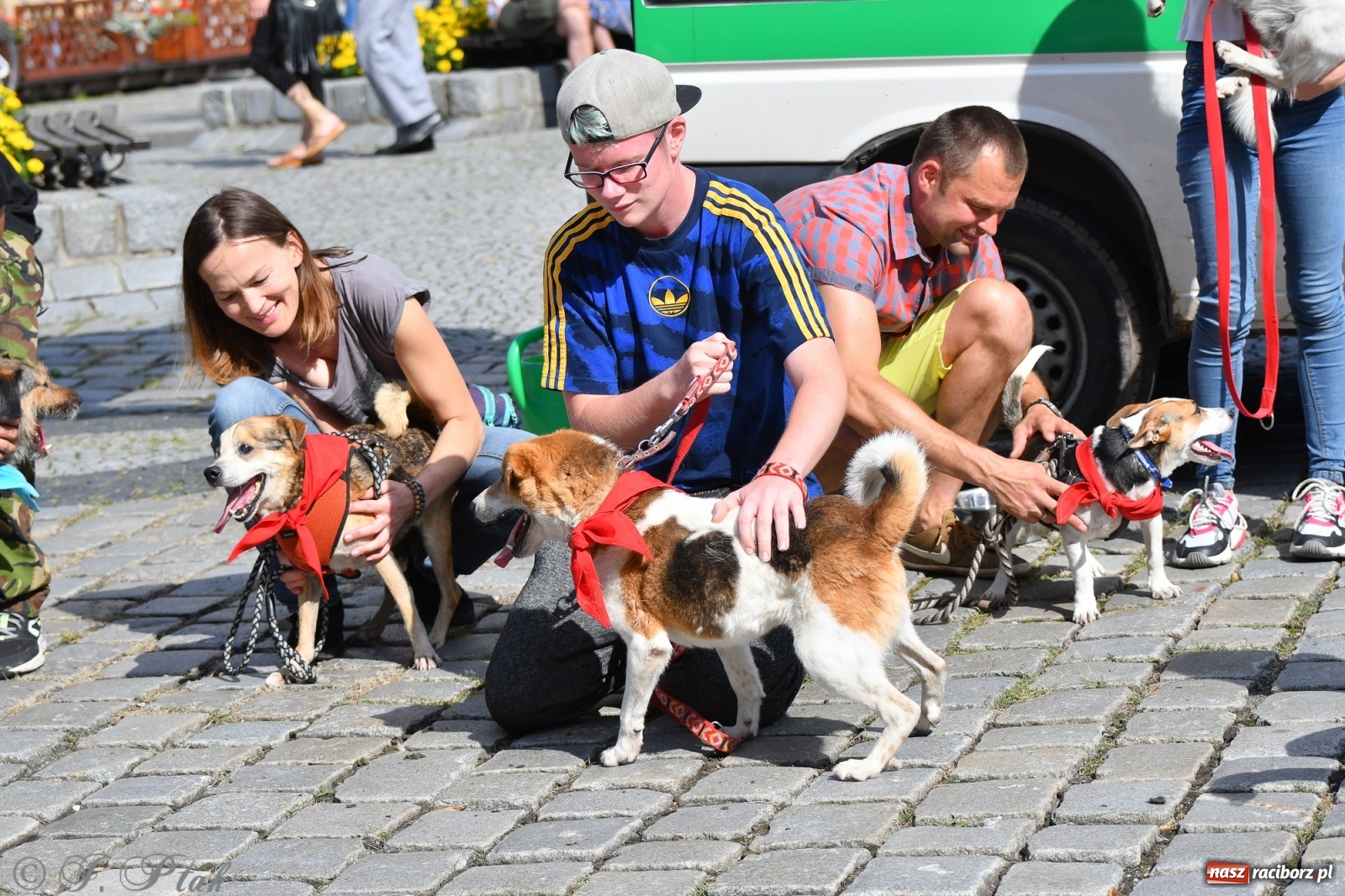 Zdjęcie w galerii na portalu naszraciborz.pl: Sonia, Kokos i Misiek mają szansę na nowy dom wiadomości z regionu