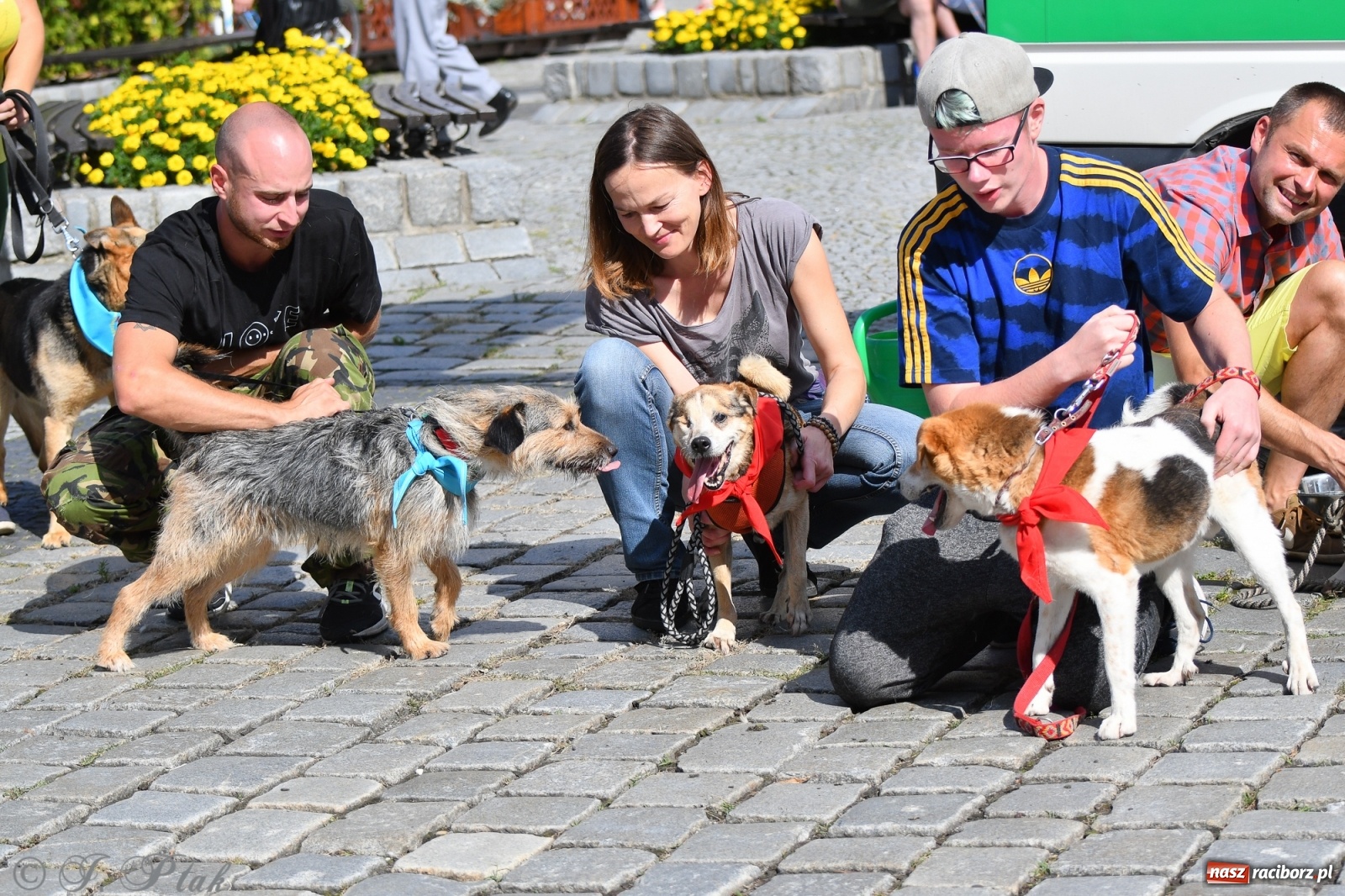 Zdjęcie w galerii na portalu naszraciborz.pl: Sonia, Kokos i Misiek mają szansę na nowy dom wiadomości z regionu