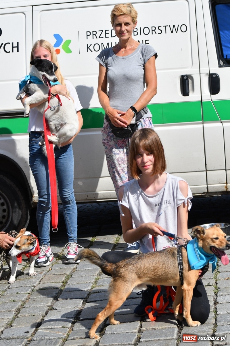 Zdjęcie w galerii na portalu naszraciborz.pl: Sonia, Kokos i Misiek mają szansę na nowy dom wiadomości z regionu