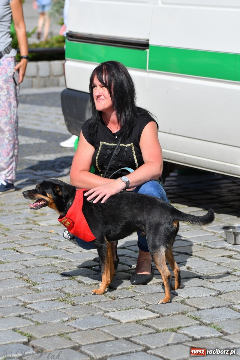 Zdjęcie w galerii na portalu naszraciborz.pl: Sonia, Kokos i Misiek mają szansę na nowy dom wiadomości z regionu