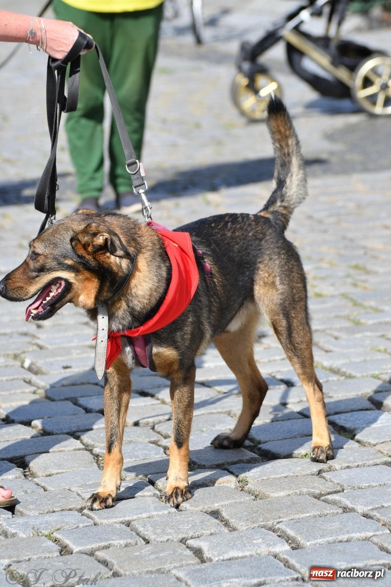 Zdjęcie w galerii na portalu naszraciborz.pl: Sonia, Kokos i Misiek mają szansę na nowy dom wiadomości z regionu