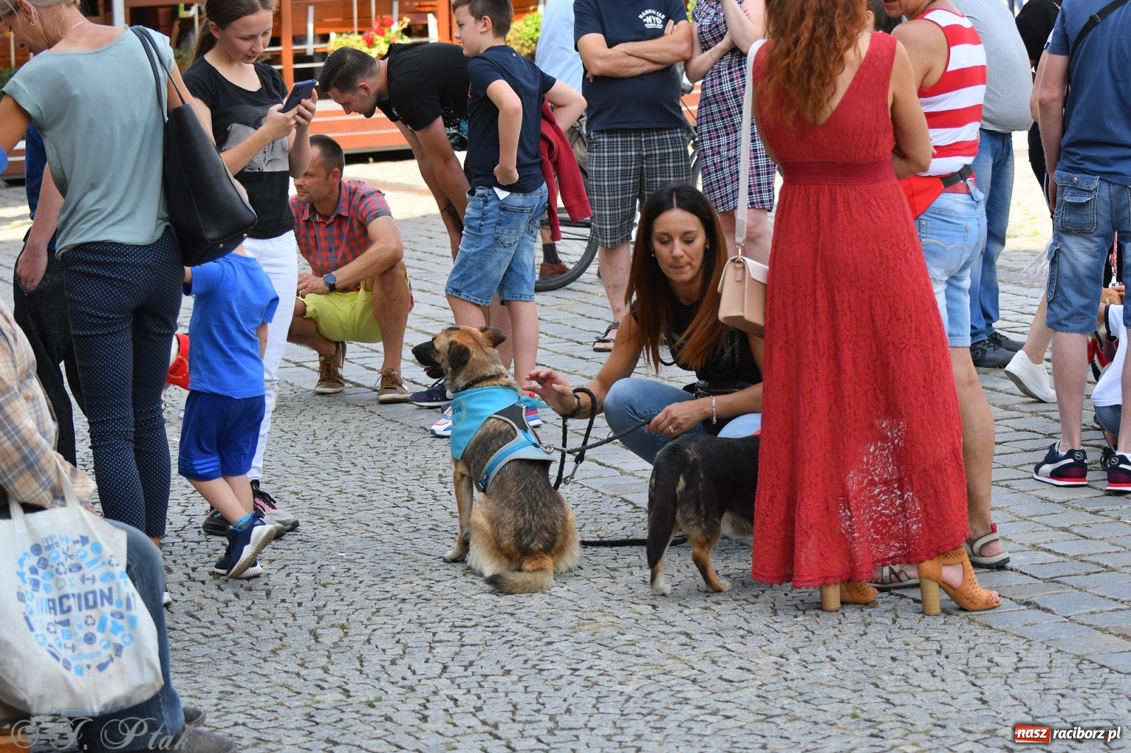 Zdjęcie w galerii na portalu naszraciborz.pl: Sonia, Kokos i Misiek mają szansę na nowy dom wiadomości z regionu