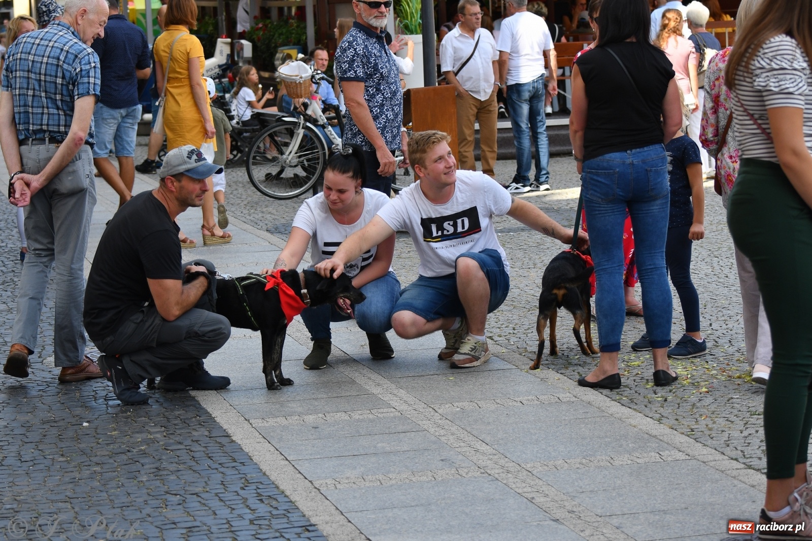 Zdjęcie w galerii na portalu naszraciborz.pl: Sonia, Kokos i Misiek mają szansę na nowy dom wiadomości z regionu