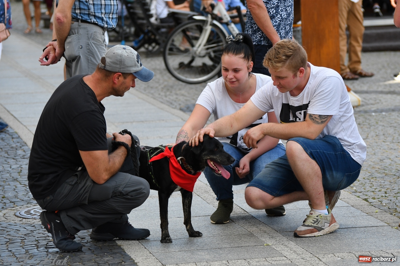 Zdjęcie w galerii na portalu naszraciborz.pl: Sonia, Kokos i Misiek mają szansę na nowy dom wiadomości z regionu