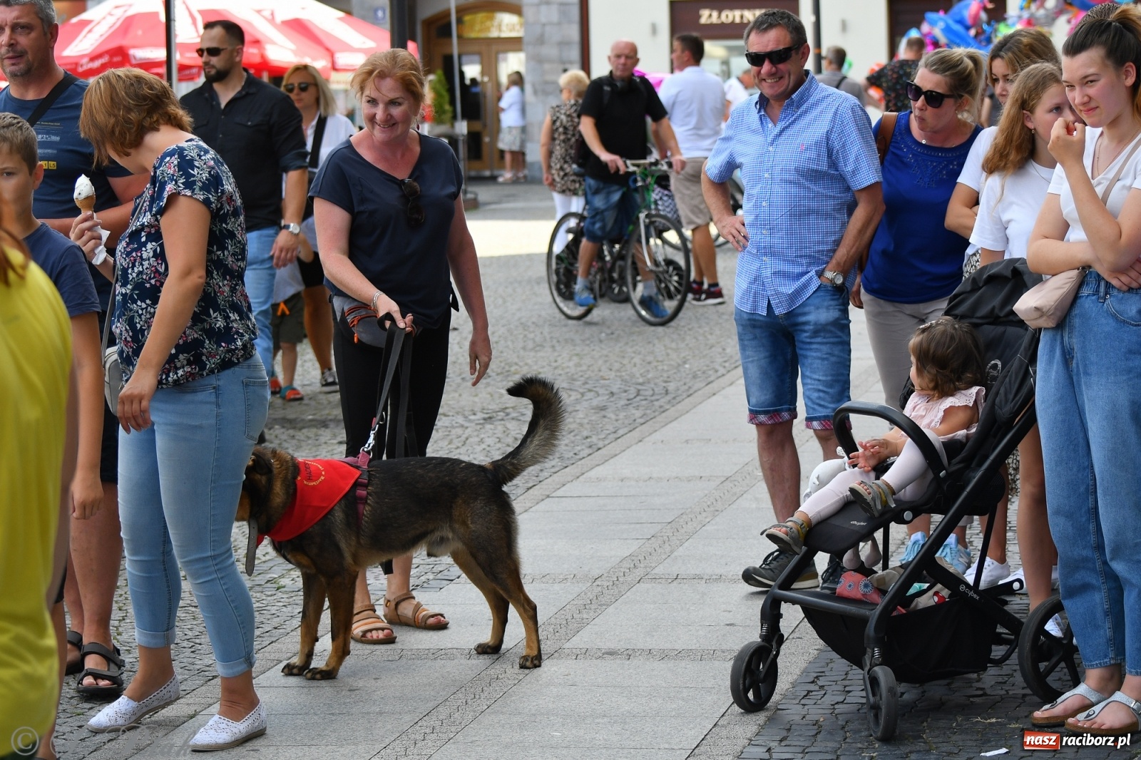 Zdjęcie w galerii na portalu naszraciborz.pl: Sonia, Kokos i Misiek mają szansę na nowy dom wiadomości z regionu